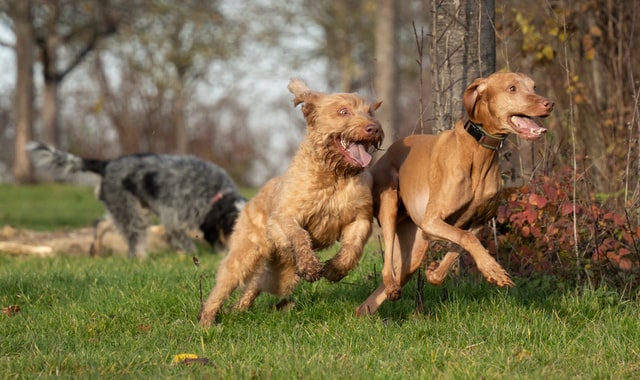 Dogs run through a dog park.