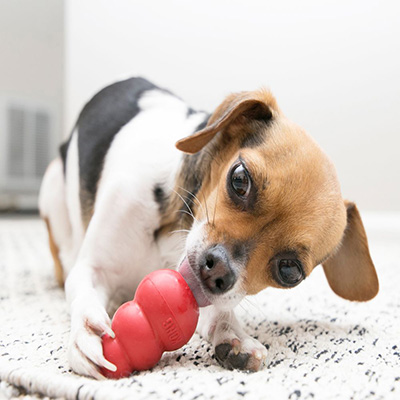 Best Puppy Toys to Keep Them Busy 