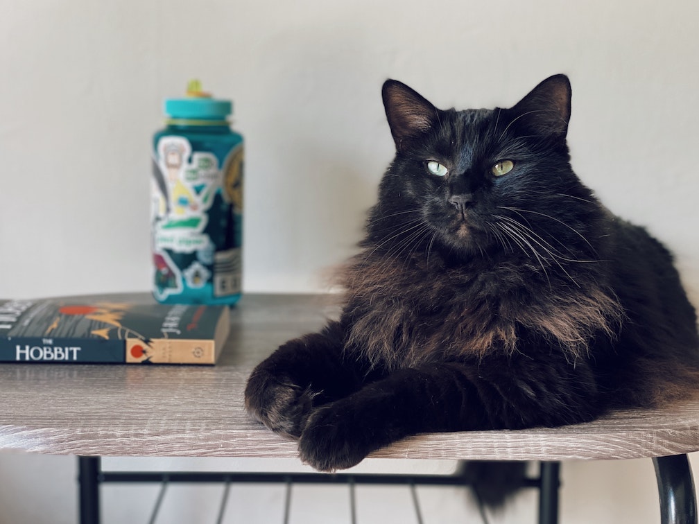 Cat lies on table next to The Hobbit.