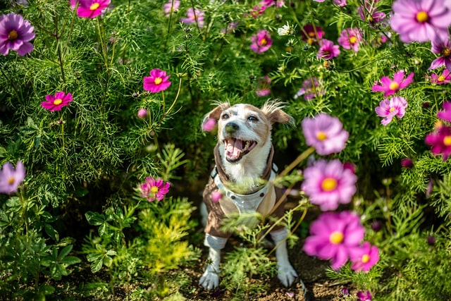 Dog is surrounded by flowers.