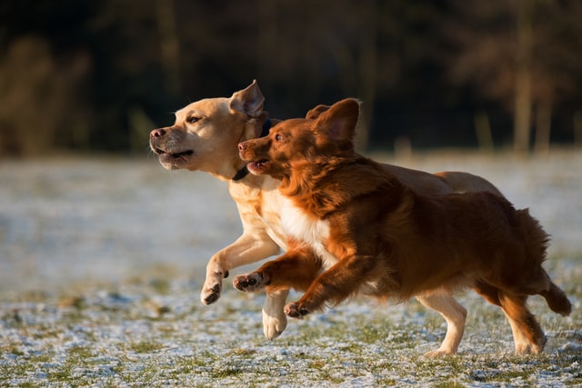 Dogs running together at the dog park.