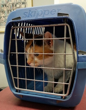 Cat in a carrier at the veterinarian's office.