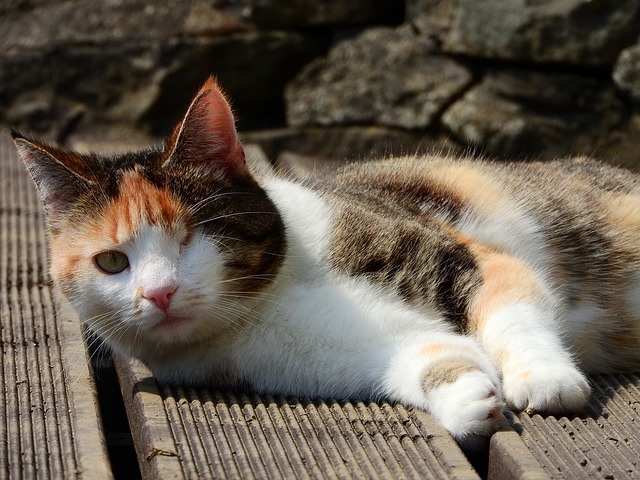 One-eyed cat lounges on a deck.