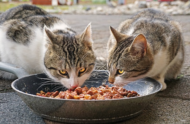Two cats eat their wet food.