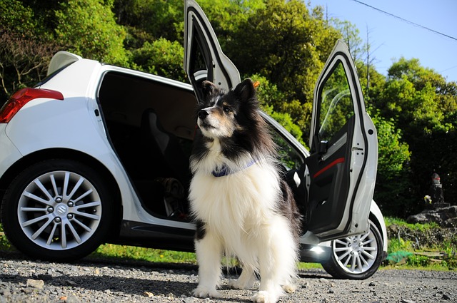 Dog stands outside a car.