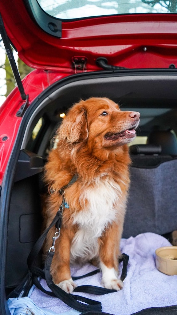 Red dog sits in the hatchback of a car.
