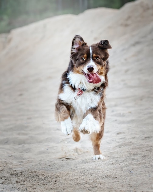 Rescue dogs runs in enjoyment.