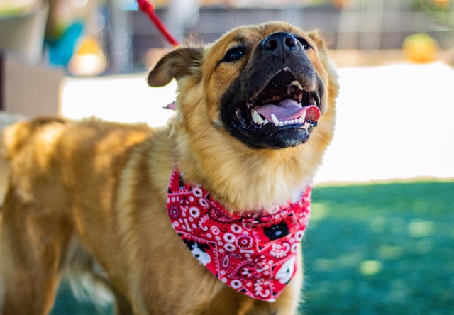 Rescue dog smiles with happiness.