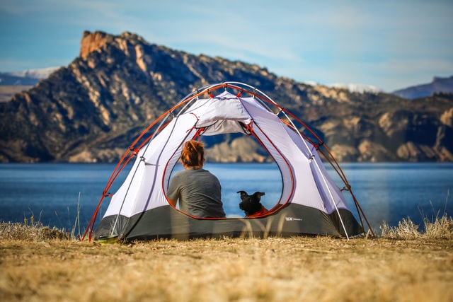 Camping Dog