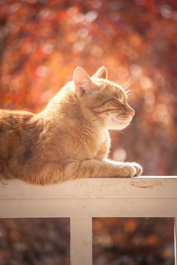 Blind cat sits in the sun.