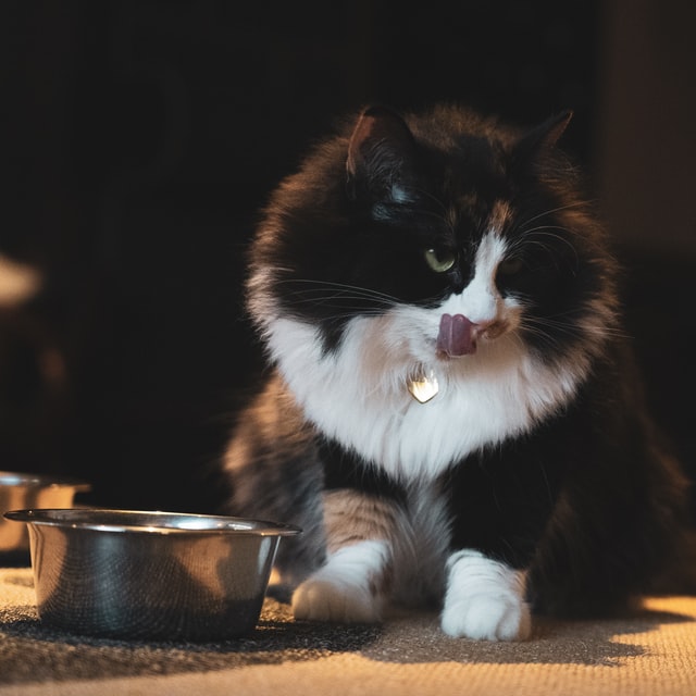 Cat licks its chops after eating its meal.