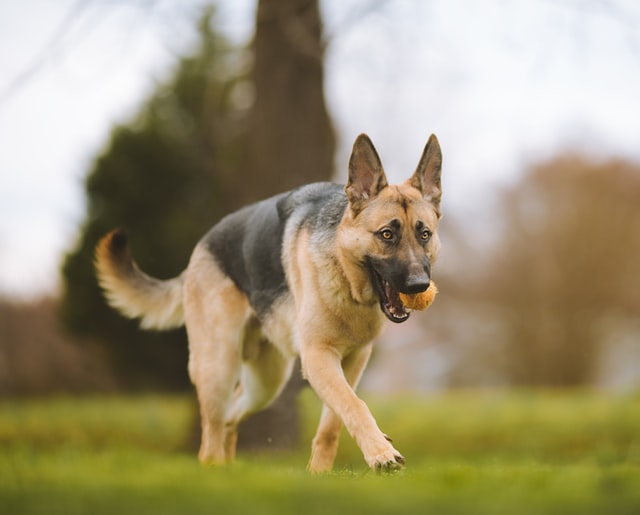 5 Smartest Dog Breeds Chosen by Veterinary Professionals