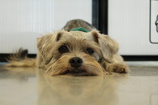 Rescued Schnauzer rests on the kitchen floor.