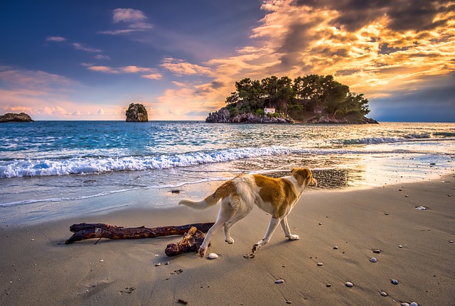 Dog trots along the beach.