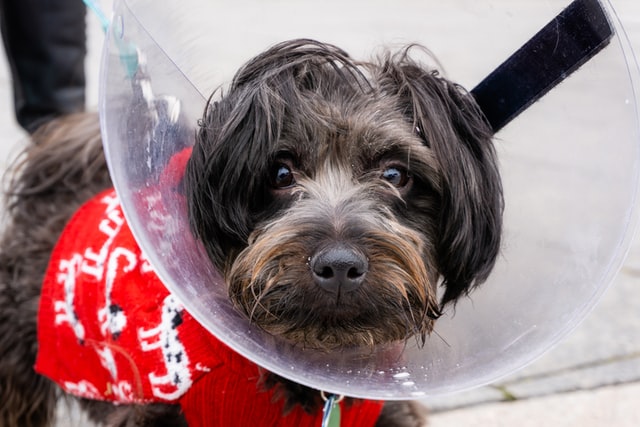 Dog with a cone after surgery.