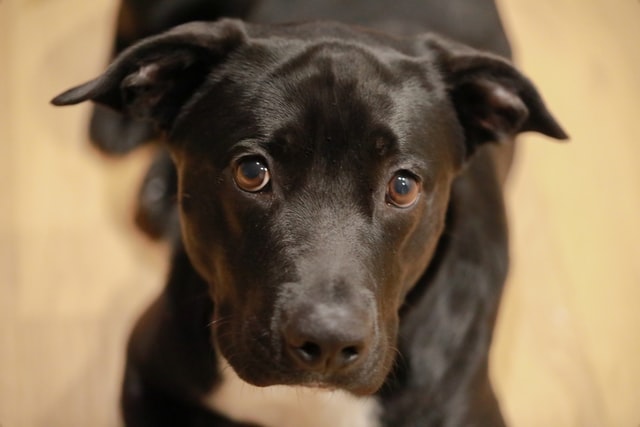 Bully mix stares at the camera with soulful eyes.