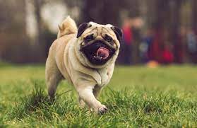 Doug the Pug strutting around on the lawn.