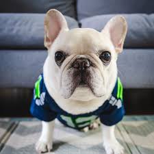 Manny the Frenchie in a jersey.