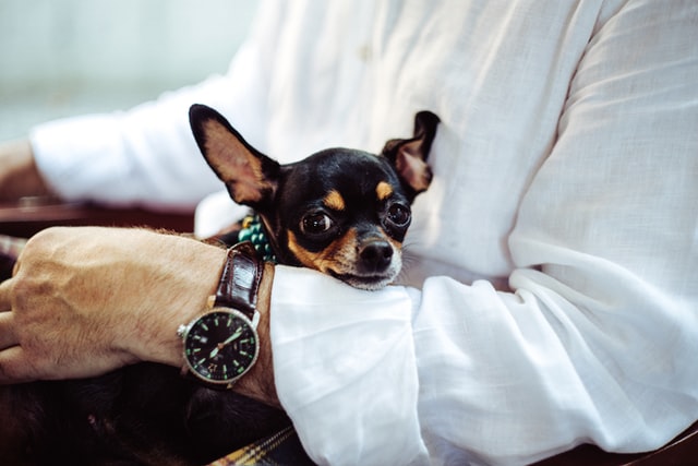 Chihuahua sits in owner's arms.