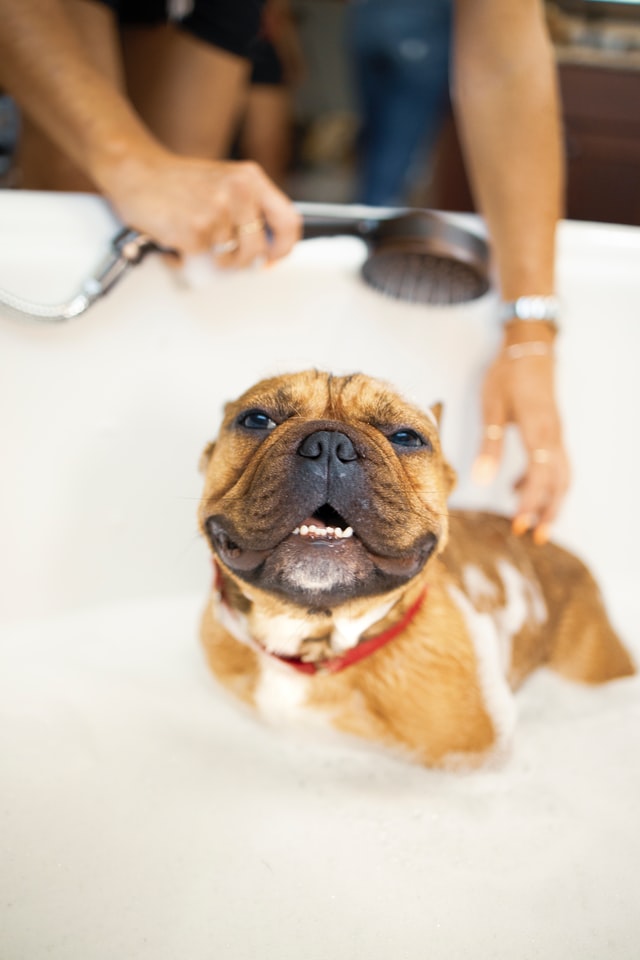 dog bath