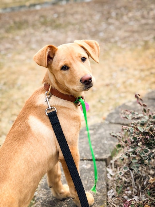 Young lab mix sits quietly with his leash on.