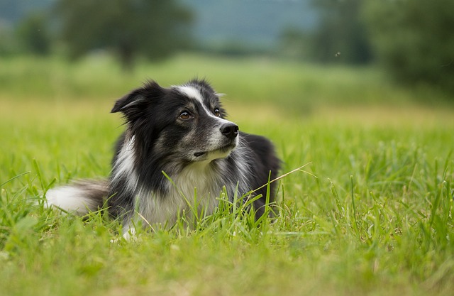 A border collie lies in the grass.