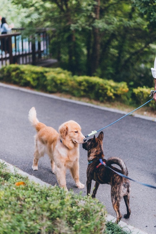 Two dogs greet each other on the road.