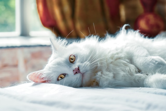 Older white cat lies on bed.