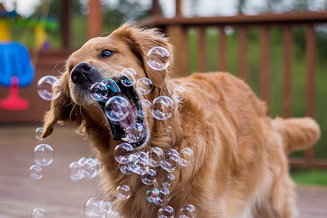 Golden retriever catches multiple bubbles.