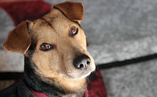 Mixed breed dog looks at the camera.