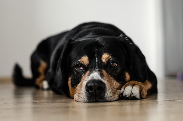 Beagle mix lies on the floor.