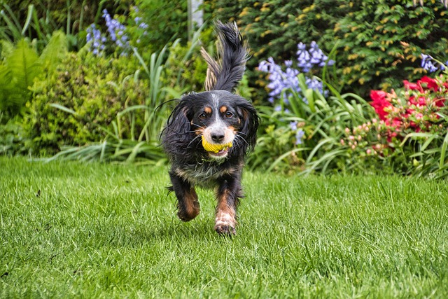 Long haired dog runs through the grass with a toy.