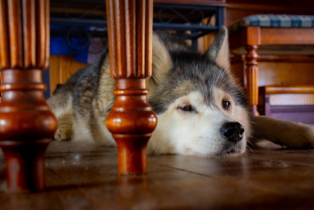 Older husky lies under the table.