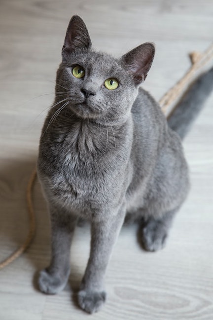 Russian blue cat looks up at the camera.