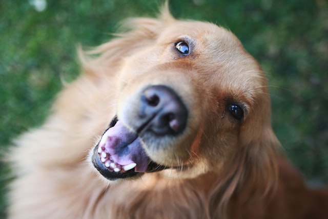 Golden retriever smiles for the camera.