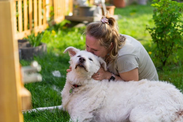Pet parent kisses her senior dog.