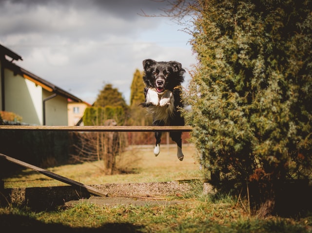 Border collie leaps over a homemade jump.