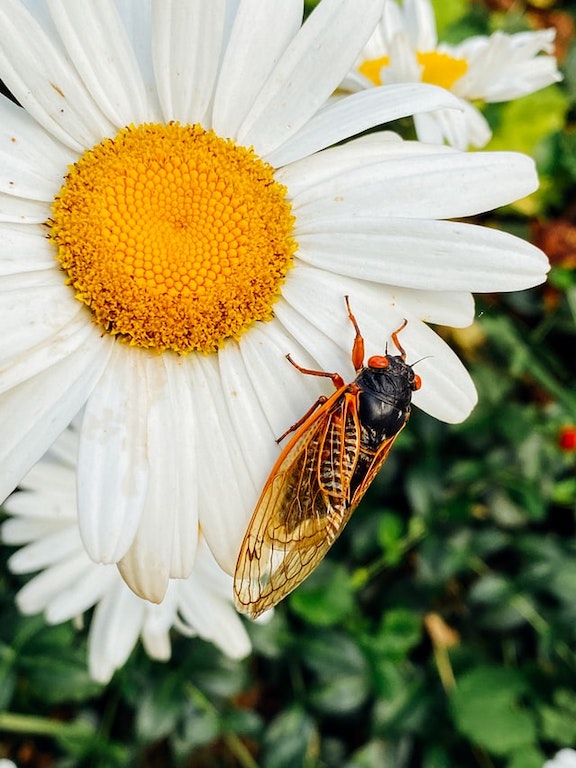 A cicada crawls on a daisy.