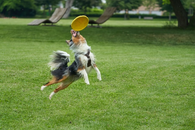Border collie leaps into the air to catch a frisbee.