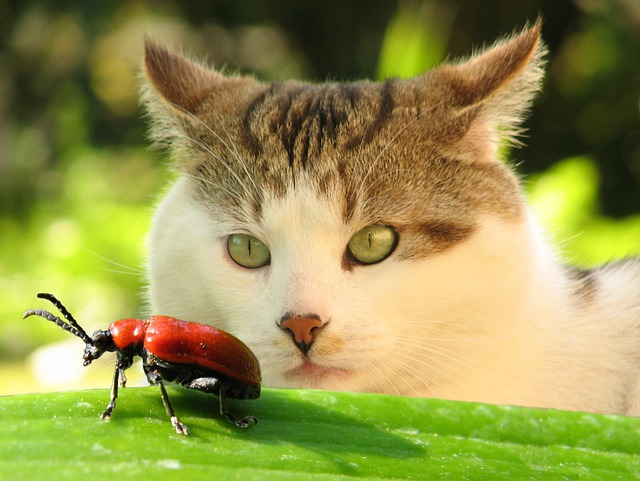 Cat watches a beetle walk by.