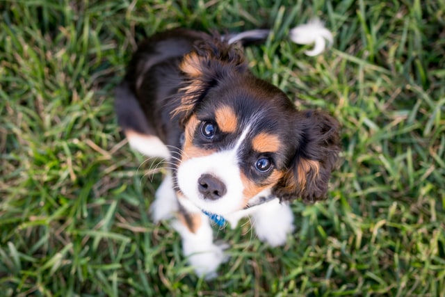 Puppy with collar looks up at the camera.