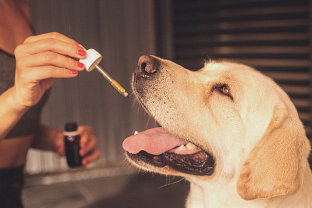 Golden retriever takes CBD oil.