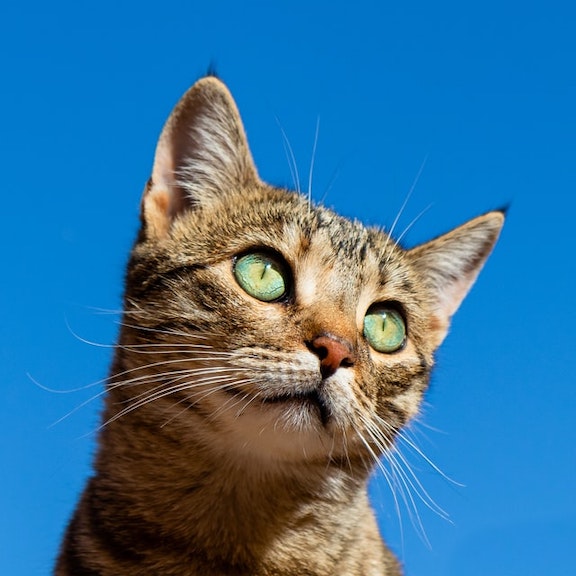 Tabby cat looks off in the distance.