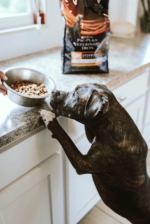 A dog looks over the counter for a bowl of kibble.