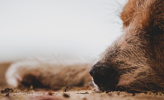 Dog watches an ant approach him.