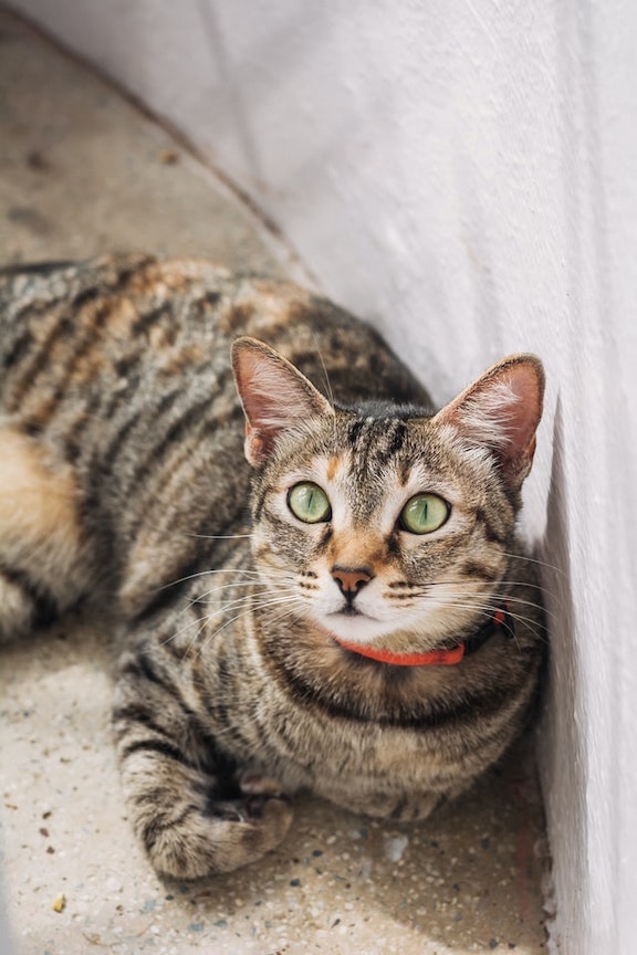 Cat with collar looks at the camera.