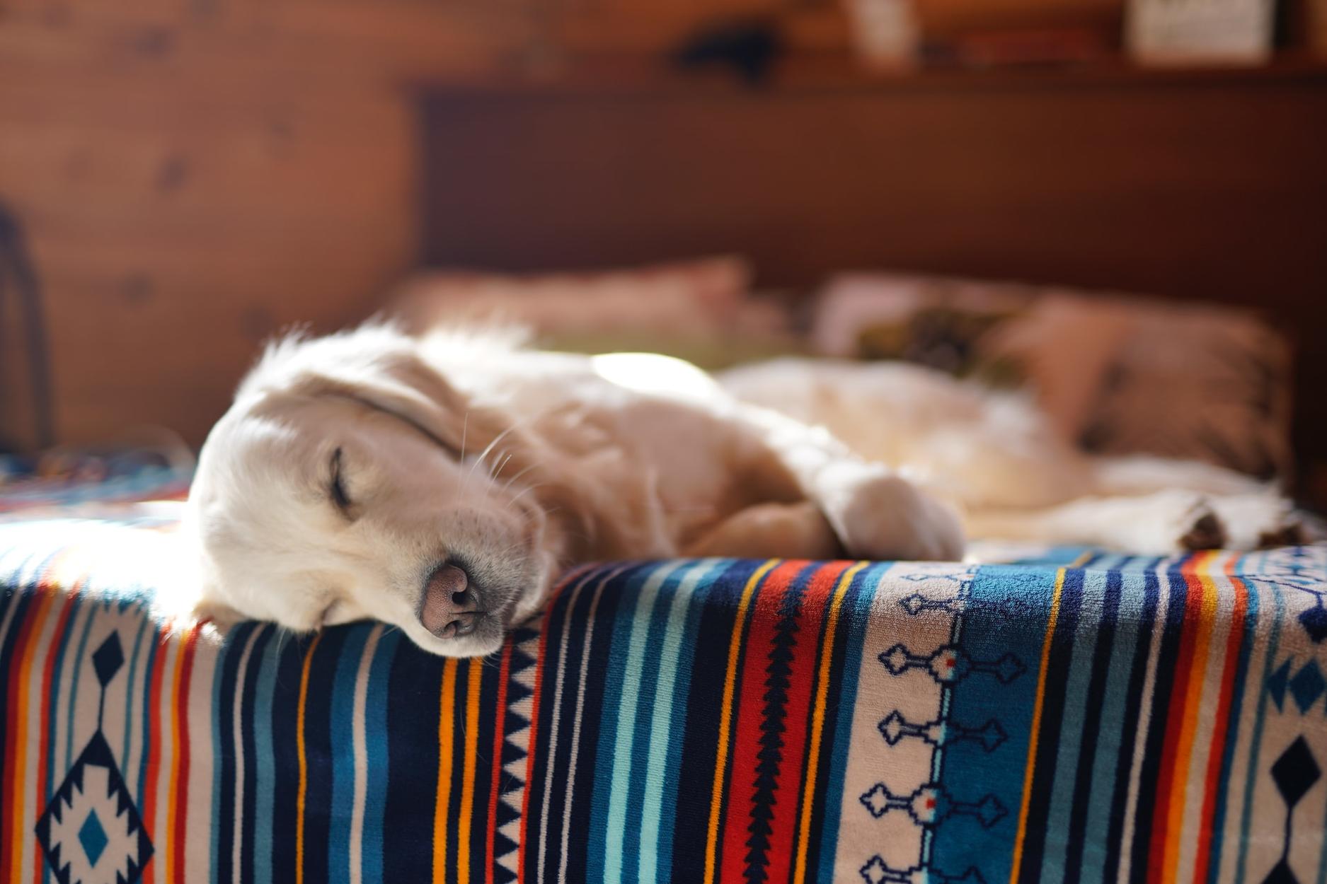 how-to-get-your-dog-to-sleep-through-the-night-pet-insurance-review