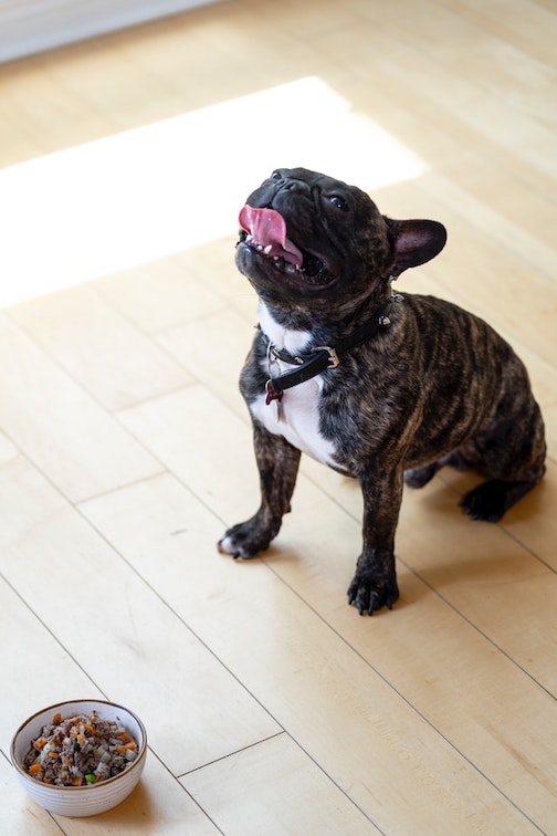 Frenchie waits patiently to eat his raw food.