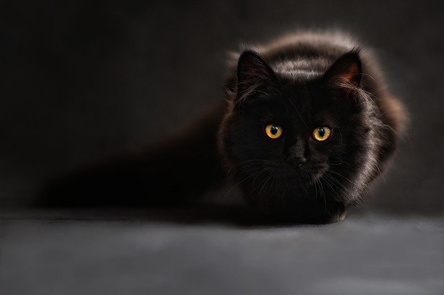 Maine coon cat crouches on the floor.