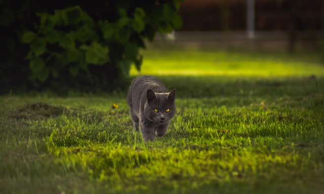 Cat prowls through the grass.